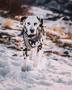 The dog companion is beautiful. He is considered the ideal family pet. He is not intrusive, sile ...