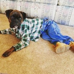 Also, hypothyroidism, bloating and bowel problems are common in this breed, but a carefully sele ...