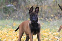 A bath once every 3-5 months. Special products are required for water procedures. Accidental det ...