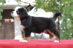 Bernese Mountain Dogs are dogs with good heredity, but the constant companion of “apartmen ...
