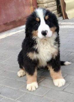 The average life span of the Bernese Shepherd Dog is 8-10 years. In the absence of serious illne ...