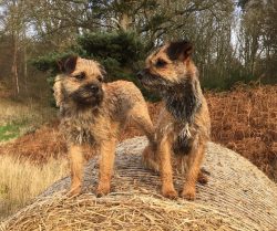 If left unkempt, the Border Terrier simply looks a little more “shaggy” and can deve ...