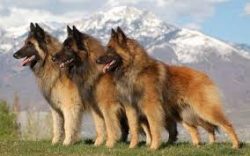 For cleaning teeth, we feed Malinois special sticks, bones, or cartilage. Although it is quite p ...