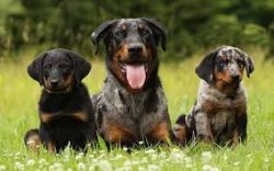 A Doberman with a tail, a cross between a Rottweiler and a German shepherd – these are the ...