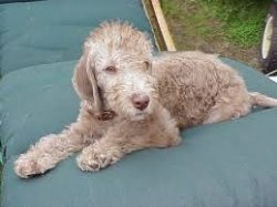 Breeders have slightly corrected the appearance of the pets and made their character softer. Thi ...