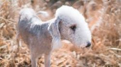 The Bedlington Terrier is suitable for keeping in a city apartment, the main thing is that you n ...