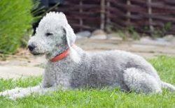 The Bedlington Terrier is well trained, but there are certain subtleties in working with him. Du ...