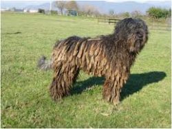 Bergamasco cannot be confused with another breed – their look is too exotic. Fluffy shaggy ...