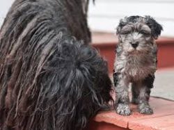 Bergamasco is incredibly reverent for all family members, but they especially highlight the chil ...