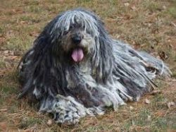 The Bergamasco Sheepdog, also called the Bergamasco, is difficult to confuse with any other bree ...