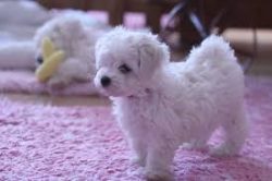 By the 19th century, the breed had lost its former status. Bichons turned into street dogs and w ...