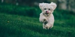 The Bichon Frize, or French lapdog, is an intelligent and cheerful, playful, and very agile litt ...