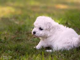Dogs of the Bichon Frize breed are famous for their cheerful, friendly, and playful nature. They ...