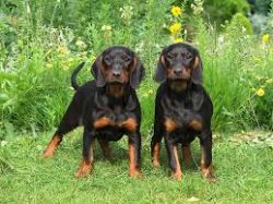If necessary, bathe the dog or use dry shampooing. Great, long ears require special attention an ...