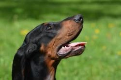 Training should be done with respect, firmness, fairness, patience, and consistency. Dogs of thi ...