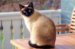 Siamese cats are real royal favorites. In ancient Siam, they have long been considered sacred an ...