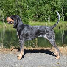 The speckled blue coonhounds are especially famous for their supersensitive sense of smell, than ...