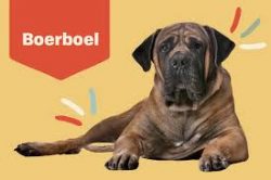 South African Boerboels mature slowly, remaining puppies in thought and habits until the age of two.