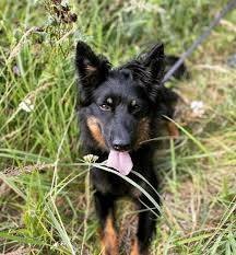 The Bohemian Shepherd is an excellent dog that is capable of complex and varied training, suitab ...
