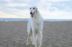The history of the Russian greyhound dates back to 1650 when the standard of this breed was firs ...