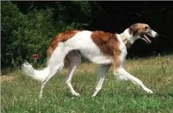 Borzoi can be very successfully raised to live with cats and other small animals if introduced t ...