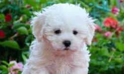 For such small dogs, the Bolognese is a calm character, they form very strong bonds with their o ...