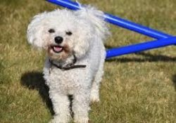 Bolognese warns the owner when a stranger appears nearby, it is known that they do not bark like ...