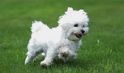 Like other dogs, if these small dogs are left on their own for a longer period of time, they can ...
