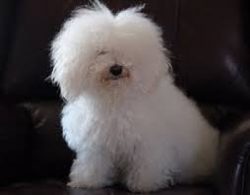 Bolognese is the perfect choice for aspiring dog owners because they are so obedient and people- ...