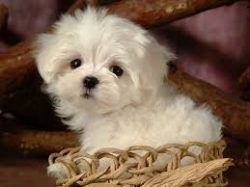 Bolognese is very playful in nature and love to be entertained and entertained. They are known t ...