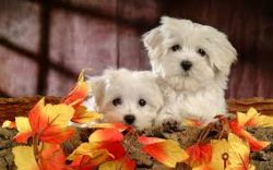 Dogs remain playful even into their older years, which is just one of the reasons they become su ...