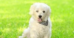 Bolognese is very adaptable dogs and provided they are given enough exercise every day, coupled  ...