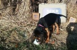 The Bloodhound was used exclusively for hunting, primarily for wild boar, elk, and deer, and was ...