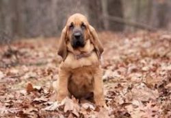 In addition to their ability to track down prey, they are also highly valued for their ability t ...