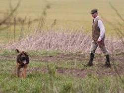 In modern times, this breed is considered quite rare, while it is used in law enforcement and se ...