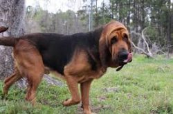 Bloodhound also participates in dog shows around the world and is recognized by all the world ...
