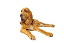 The Bloodhound breed, in general, quite positively perceives the process of training, although t ...