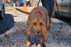 Claws are trimmed three times a month, you need to bathe the dog at least once a week. Among oth ...