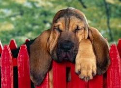The history of Bloodhound dogs began in Belgium, they were bred in the Ardennes by the monks of  ...