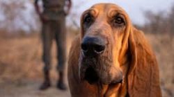 Monastic dogs, or Saint-Huers, as they were dubbed in Europe, had a textured appearance. Giganti ...