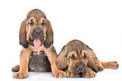 By the beginning of the 17th century, Bloodhounds became super popular, and some individuals eve ...