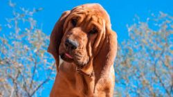 In Europe, hounds were also used as bloodhounds. For example, in 1616 in Great Britain there was ...