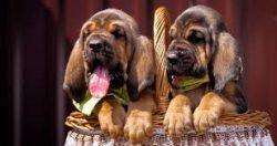 The breed was imported to Russia by Peter I. Several bloodhounds were purchased for a fabulous s ...