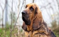 The amount of black tone can be different, in connection with which hounds are divided into anim ...