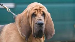 In the case of bloodhounds, exclusion from the ring can be obtained due to the following develop ...