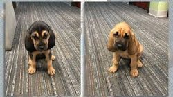 The descendants of the Norman hounds are even phlegmatic and rather good-natured dogs. True, you ...