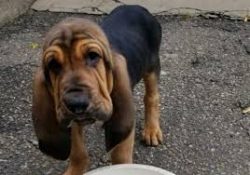 On the question of children: Bloodhound really enjoys playing with babies and will never offend  ...