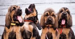 Sometimes among the “Belgians”, there are overly timid and shy natures who prefer si ...
