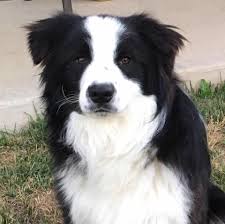 In 1860, a Border Collie dog took part in the Second Dog Show in England. At this show, the dog  ...