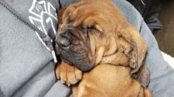 Bloodhounds are mostly used by the United States. Usually, dogs are looking for missing people,  ...
